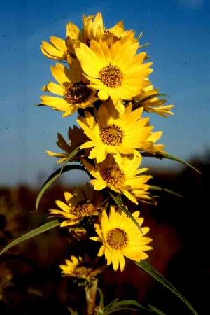 Harvesting Sunflowers, Sunflowers Growing, Maximilian Sunflower, Common Sunflower, Deer Deterent, Planting Sunflowers, Towards The Sun, Horse In Sunflower Field, California Garden