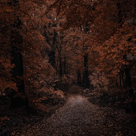 Naturecore Aesthetic, Moody Autumn, Forest Falls, Autumn Walk, Autumn Magic, Dark Autumn, Dark City, Forest Road, Brown Fall