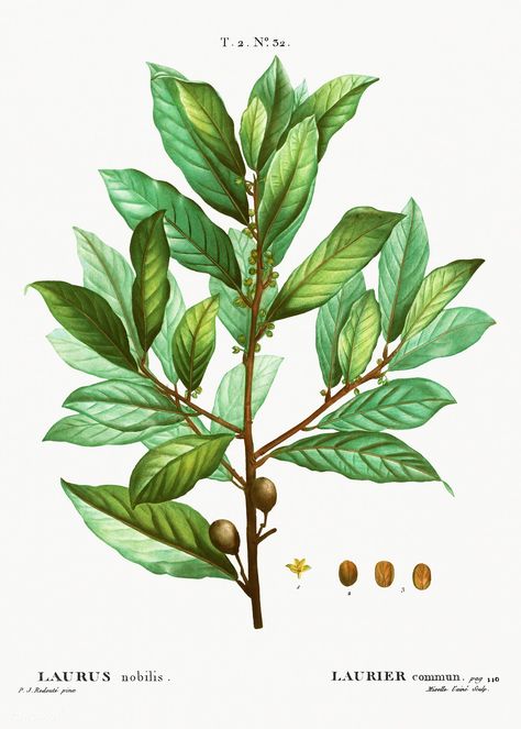 Bay laurel (Laurus nobilis) from Traité des Arbres et Arbustes que l’oncultive en France en pleine terre (1801–1819) by Pierre-Joseph Redouté. Original from the New York Public Library. Digitally enhanced by rawpixel. | free image by rawpixel.com / New York Public Library (Source) Laurel Plant, Bay Laurel Tree, Bay Laurel, Laurel Tree, Herb Prints, Laurus Nobilis, Leaf Clipart, Plant Vector, Dining Room Wall Art