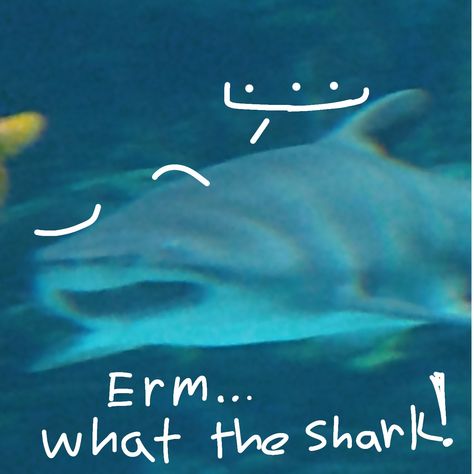 My photo🤭 Erm...what the shark! Shark Pfp Cute, Shark Reaction, Spiny Dogfish, Dogfish Shark, Silly Sharks, Greenland Shark, Thresher Shark, Reaction Image, Shark Tale