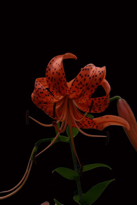 Tiger Lily Aesthetic, Tiger Lily Wallpaper, Lily Wallpaper, Stargazer Lily, Midnight Garden, Nothing But Flowers, Flower Therapy, Floral Photography, Pretty Plants