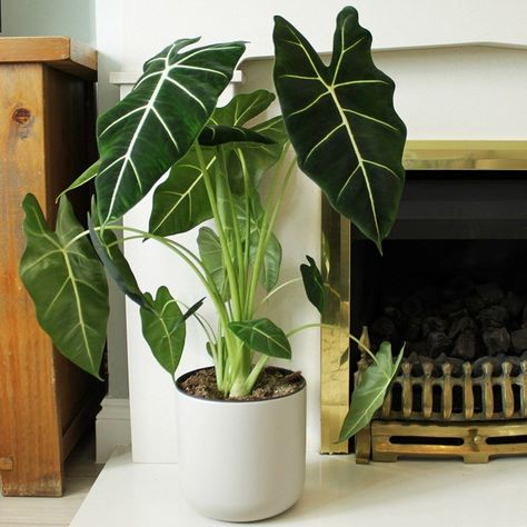 Alocasia Frydek, Low Maintenance Indoor Plants, Alocasia Plant, Simple Nursery, Elephant Ear Plant, Outdoor Fireplace Patio, Inside Plants, Pot Cover, Potted Houseplants