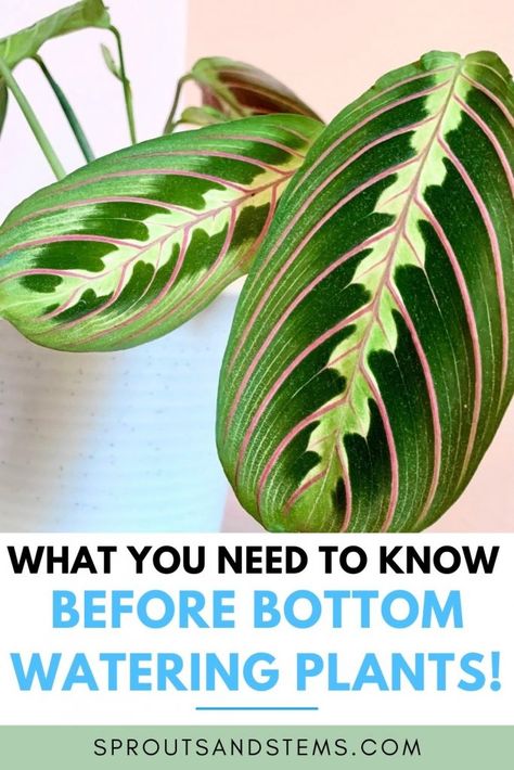 Prayer Plant Care, Bottom Watering, Moving Plants, Houseplant Care, Watering Plants, Buy Plants Online, Self Watering Pots, Plant Hacks, Prayer Plant