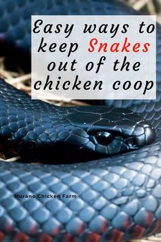 Protect Chickens From Predators, Safe Chicken Coop Ideas, What Do Chickens Need In A Coop, Chicken Coop Fence Ideas, Chicken Care Backyard, How To Make A Chicken Coop, Chicken Yard Ideas, Chicken Coop Ideas Backyard, Simple Chicken Coop Diy