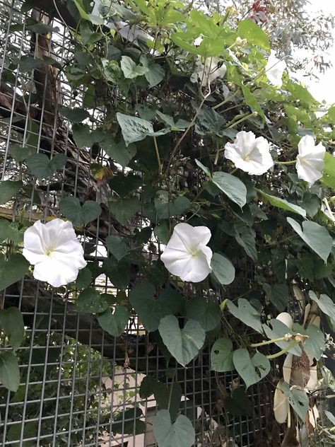 Moon flower vine White Morning Glory Flowers, Moon Flower Vine, White Morning Glory, Mid Century Landscape, Morning Glory Vine, Green Aura, Moon Flowers, Morning Glory Flowers, Garden Vines