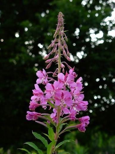 Rose Bay Willow Herb Willow Herb, Rose Bay, Victorian Times, Cicely Mary Barker, Free Radicals, Art Paint, Painting & Drawing, Wild Flowers, Seeds