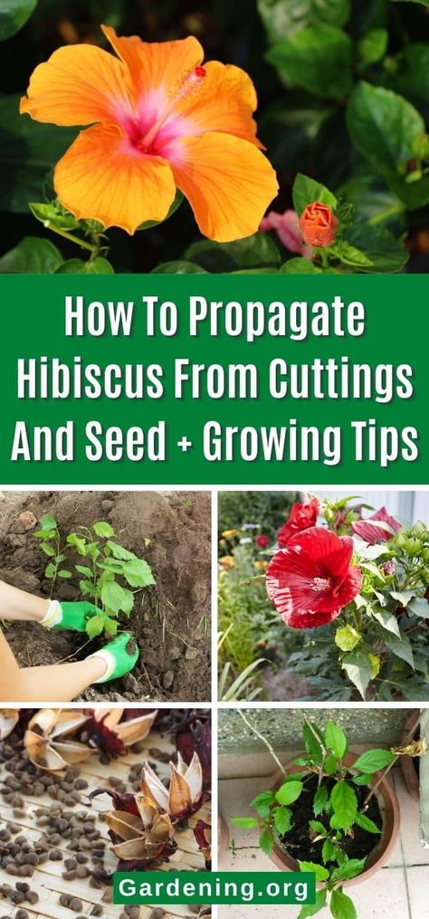 Propagate Hibiscus, Gardening Knowledge, Hibiscus Bush, Attracting Hummingbirds, Growing Hibiscus, Seed Growing, Planting Fruit Trees, Hibiscus Garden, Hibiscus Tree