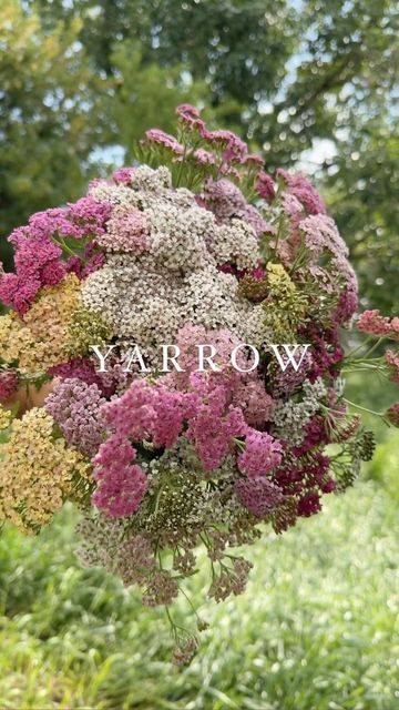 Heat Tolerant Flowers, Yarrow Plant, Yarrow Flower, October Flowers, Perennial Flower, Flower Braids, Flower Window, Australian Native Plants, Flower Farmer