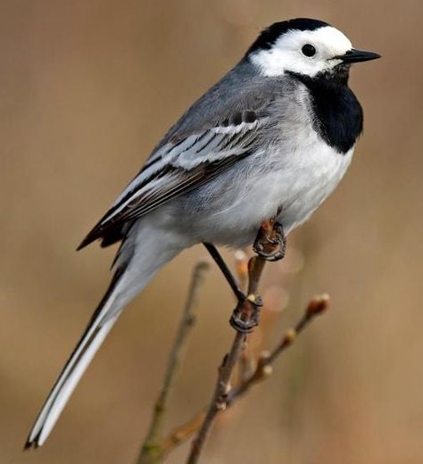 British Birds Photography, Wagtail Tattoo, Wagtail Bird, Pied Wagtail, Wild Birds Photography, Kingfisher Bird, British Birds, British Wildlife, Bird Artwork