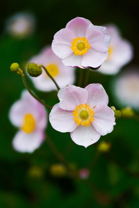 Chinese anemone 1 (Anemone hupehensis) | Chinese anemone (An… | Flickr Anenome Flower, Anemone Hupehensis, Bielefeld Germany, Flower Portraits, Plant Inspiration, Japanese Anemone, Anemone Flower, Beautiful Flowers Pictures, Large Plants