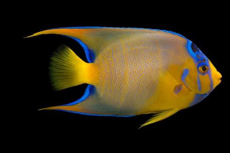 Yaniv parashar on Twitter: "@SkiddyJim Tathastu! https://t.co/SOmYTlB30a" / Twitter Queen Angelfish, Fish Diet, Fish Photos, Fish Mobile, Fish Stand, Joel Sartore, Orange Highlights, Reef Fish, One Fish Two Fish