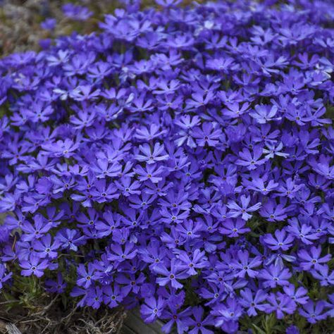 Moss Phlox, Phlox Subulata, Creeping Phlox, Purple Plants, Border Plants, Ground Cover Plants, Starter Plants, Garden Yard Ideas, Gardening Flowers