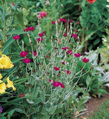 ah, rose campion, an old fashioned no care needed flower that comes back more and more every year...love how the silvery foliage stays after the flowers fade Lychnis Coronaria, Rose Campion, Plant Encyclopedia, Sun Plants, Hardy Perennials, Plant Combinations, Perennial Garden, Flowers Perennials, Desert Landscaping