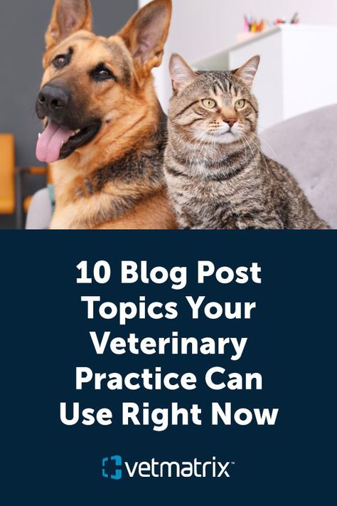 Vet Clinic Social Media Posts, Vet Clinic Ideas, Veterinary Social Media, Blog Topic Ideas, Vet Tech School, Topic Ideas, Blog Post Topics, Vet Medicine, Vet Clinic