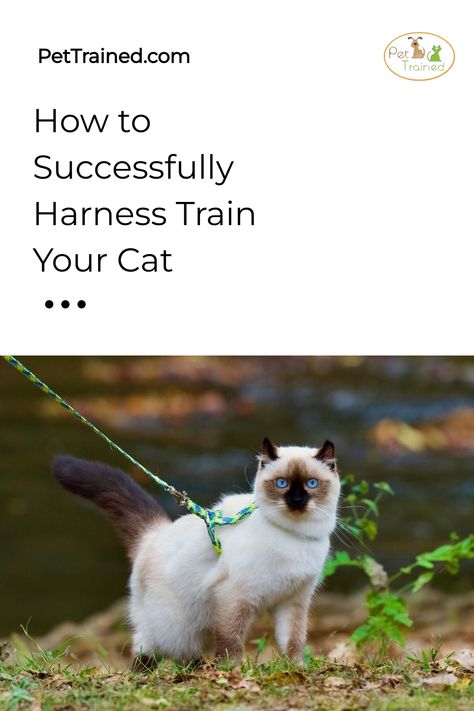 A fluffy cat with striking blue eyes stands on grass, wearing a colorful harness and leash. The background shows a blurred natural setting with water. Text on the image reads, "How to Successfully Harness Train Your Cat. Training A Cat, Training Cats, Train A Cat, Kitten Harness, Cat Proofing, Outdoor Exploration, Cat Odor, Quiet Area, Positive Behavior