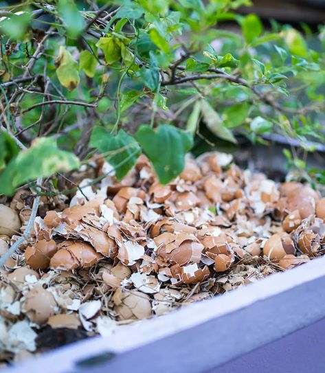 How to Use Eggshells for Plants + Garden Egg Shells In The Garden, Plants Garden, Peeling Potatoes, Plant Food, Boiled Eggs, Egg Shells, Garden Landscaping, Soil, How To Use