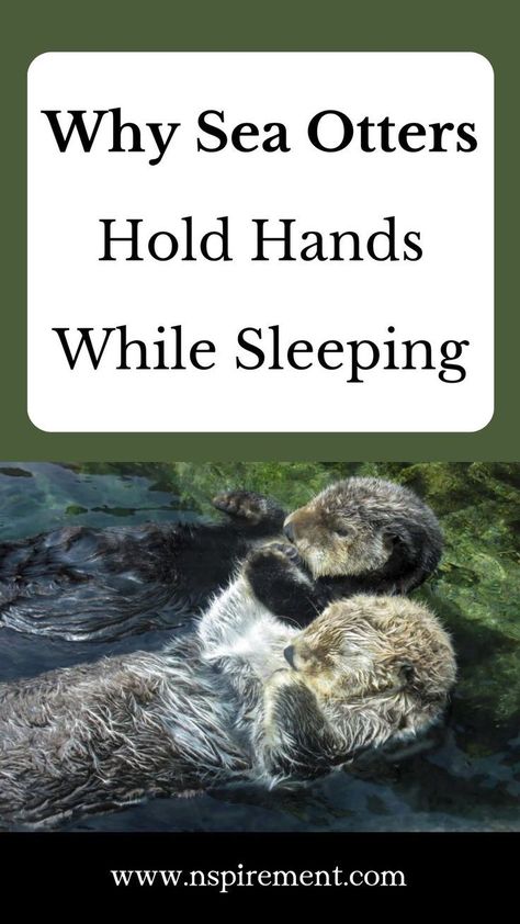 Why These Adorable Sea Otters Hold Hands While Sleeping Sea Otters Holding Hands, Sleeping Otters, Adorable Otters, Otter Drawing, Baby Sea Otters, Otters Holding Hands, Otter Illustration, School Presentation, Otter Pup