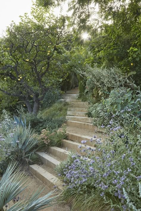 Medditeranean Landscaping, Hillside Stairs, California Landscaping, Terraced Landscaping, Landscape Steps, Flowers And Greenery, Garden Steps, Have Inspiration, Design Outdoor