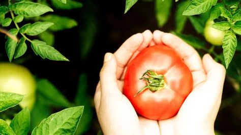 Benefits of Organic Gardening and Top Tips | My desired home Tomato Problems, Growing Tomatoes From Seed, Growing Organic Tomatoes, Growing Tomato Plants, Tomato Farming, Varieties Of Tomatoes, Organic Tomatoes, Wellness Recipes, Tomato Garden