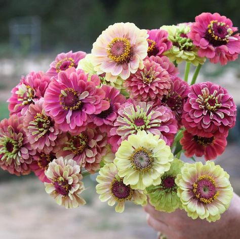 Zinnia Wedding, Lime Zinnia, Island Flowers, Zinnia Garden, August Flowers, Zinnia Flowers, Cut Flower Garden, Nothing But Flowers, Outdoor Flowers