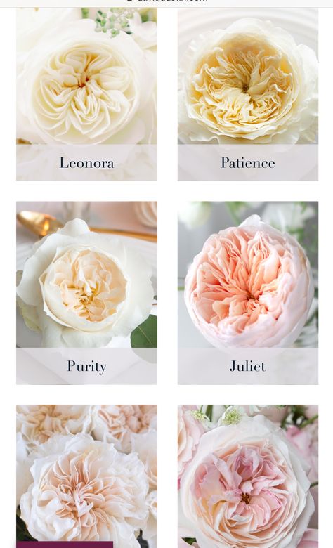 Roses That Look Like Peonies, Types Of Peonies, Flower Garden Plans, Rose Garden Design, Wafer Paper Flowers, Different Types Of Flowers, Rose Varieties, Flower Guide, Types Of Roses