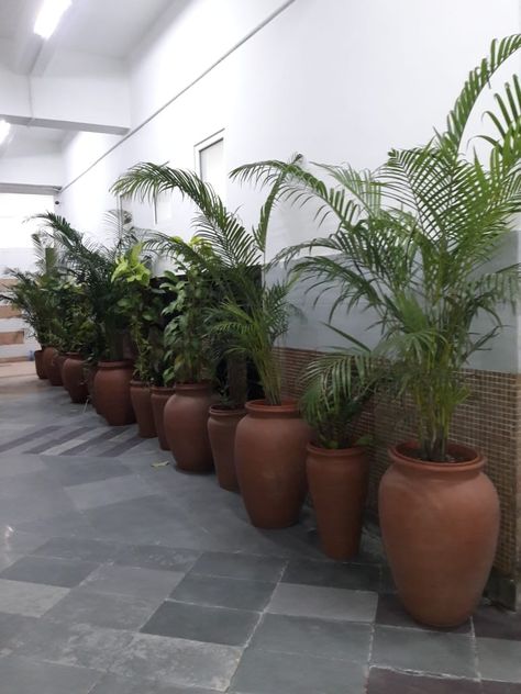 Plants in the office corridor.. Low Light Plants Outdoor, Flower Corridor, Plants In The Office, Corridor Garden, Office Corridor, Indian Garden, Hotel Ideas, Balcony Plants, Low Light Plants