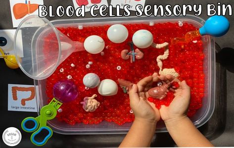 Have fun learning about blood and what blood is made out of. This sensory bin provides a unique and hands-on sensory experience that children can explore for many hours while further enriching your child's understanding of how blood works and why blood is important to our bodies. Add interesting items like funnels, scoopers, and beads to create an unforgettable STEAM experience! Health Sensory Bin For Preschool, Human Body Sensory Bin, Doctor Sensory Bin, Sensory Play Toddlers, Body Science, Human Body Science, Human Body Activities, Blood Components, Sensory Tub