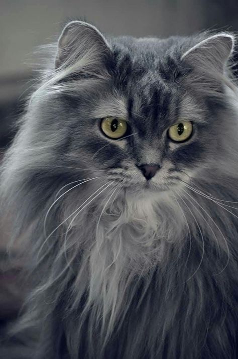 Grey Persian Cat, Grey Cat Breeds, Cat References, Grey Kitten, Cat Reference, Tuxedo Cats, American Shorthair, Fancy Cats, Norwegian Forest