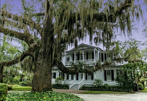 Great old weeping willow tree Willow Trees Garden, Weeping Willow Tree, House Deco, Weeping Willow, Willow Tree, Humble Abode, Future House, Tree House, Country House