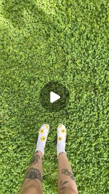 Angelina & Skyler on Instagram: "Time for a clover lawn update! (And no hate to this other creator, it’s okay to have different opinions 😅💚) #clover #cloverlawn #lawn #landscape #ecofriendly #sustainable #garden #backyard" Garden No Lawn Ideas, Clover Lawn Ideas, Clover Backyard, White Clover Lawn, Clover Yard, Clover Lawns, Clover Garden, Clover Lawn, Different Opinions