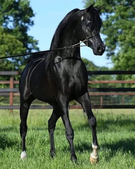 Horses Aesthetic, Black Arabian Horse, Horses Funny, Arabic Horse, Funny Horse Pictures, Rare Horses, Arabian Stallions, Beautiful Arabian Horses, Funny Horses