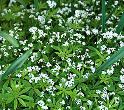 7 Gorgeous Shade Loving Plants | The Garden Glove Galium Odoratum, Moonlight Garden, Perennial Gardens, Sweet Woodruff, Edging Plants, White Flower Farm, Shade Gardens, Deer Resistant Plants, Green Stuff