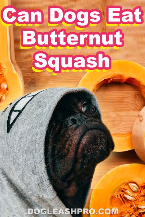 Can Dogs Eat Butternut Squash? Butternut Squash For Dogs, Butternut Squash Dog Treats, Butternut Squash Oven, How To Make Squash, Squash In Oven, Butternut Recipes, Frozen Butternut Squash, Chicken And Butternut Squash, Chicken For Dogs