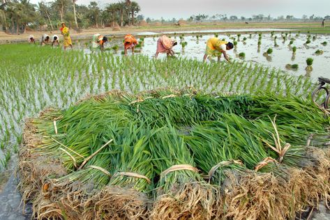 Indian Agriculture. February 12, 2011.West Bengal,India,Asia-A group of women so #Sponsored , #AFFILIATE, #Sponsored, #February, #Asia, #group, #Indian Indian Agriculture, Group Of Women, India Asia, Recipe Images, West Bengal, Floral Illustrations, Agriculture, Photo Image, Royalty Free Stock Photos