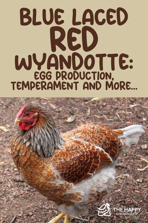 Looking for a beautiful and productive addition to your backyard flock? Meet the Blue-Laced Red Wyandotte! Not only are these chickens stunning with their unique coloring, but they also lay plenty of delicious eggs and have a sweet and docile temperament. Learn more about this amazing breed! Blue Lace Red Wyandotte, Blue Laced Wyandotte Hens, Wyandotte Chicken Eggs, Blue Laced Wyandotte, Wyandotte Hen, Blue Laced Red Wyandotte, Chicken Math, Wyandotte Chicken, Homestead Food