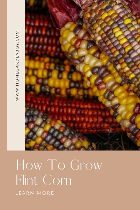 Learn how to grow flint corn, a beautiful fall decoration. It is edible but most often grown to decorate doorways during the fall holidays. Learn to grow decorative corn in your backyard. #flintcorn #fallharvest #gardening via @sevenoaksjeanne Grow Corn, Flint Corn, Hummingbird Food, Indian Corn, Fall Decoration, Fall Holidays, Grow Your Own, Fall Harvest, How To Grow