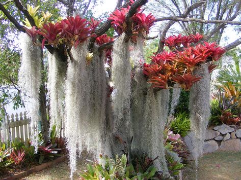 Tropical Looking Plants, Bromeliads Garden, Large Bromeliad In Pot, Bromeliads On Trees Trunks, Bromeliads Landscaping, Giant Bromeliad, Guzmania Bromeliad, Neoregelia Bromeliads, Plant Display Ideas