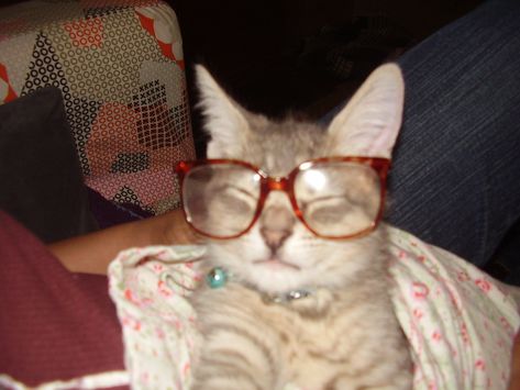 . Wearing Glasses, A Cat, Look At