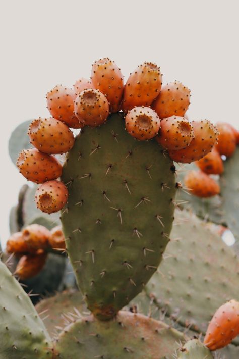 Prickly Pear Photography, Cactus Fruit, Cactus Backgrounds, Pear Fruit, Prickly Pear Cactus, Poppy Flowers, Prickly Pear, Nerve Pain, Cactus And Succulents