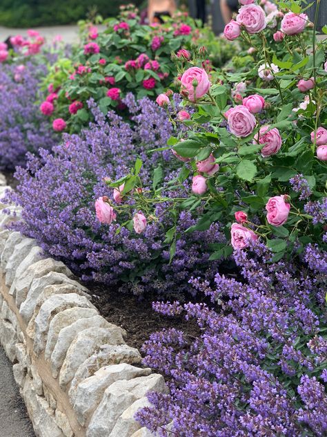 flowers Rose Front Garden, Lavender Flower Bed Ideas, Roses And Hydrangeas Garden, Lavender And Rose Garden, Rose And Lavender Garden, Roses Landscaping Ideas, Backyard Rose Garden, Rosen Beet, Landscaping With Roses