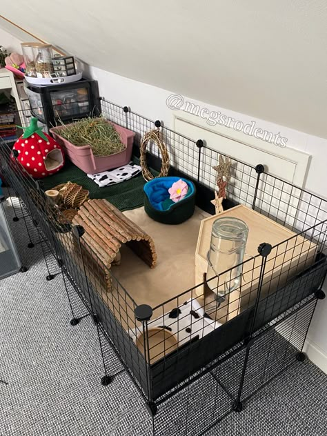 C&c Cage Ideas, Small Guinea Pig Cage Ideas, Guinea Pig C&c Cage Ideas, C And C Guinea Pig Cage, C C Cage Guinea Pigs Ideas, C&c Guinea Pig Cage Ideas, Guinea Pig Set Up, Guinea Pig Cage Setup Ideas, Cute Guinea Pig Cage Ideas