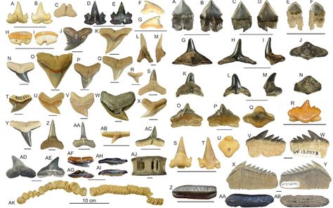 Shark Tooth Identification Chart, Shark Teeth Identification, Tiny Baby Animals, Picture Journal, Shell Tray, Sharks Tooth, Seashell Display, Types Of Sharks, Extinct Species