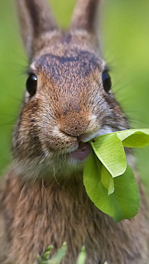 Bunny Rabbit chewing on leaves Little Critter, Hamsters, Sweet Animals, Animal Photo, Cute Bunny, Animals Friends, Beautiful Creatures, Animal Kingdom, Animal Photography