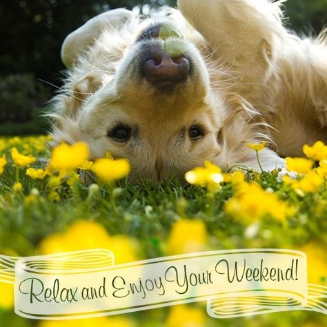 Relax and Enjoy Your Weekend! #weekend dog flowers happy Love My Dog, Summer Dog, Golden Retrievers, Senior Dog, Puppy Dog, Mans Best Friend, Dog Grooming, I Love Dogs, Wolves