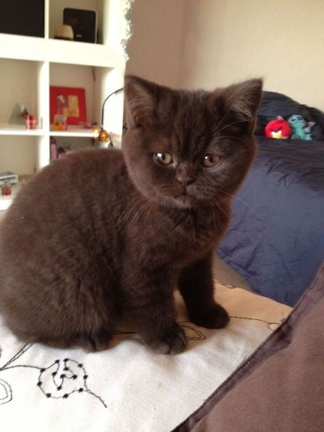 Chocolate Cat, Brown Kitten, Cutest Cats Ever, British Shorthair Kittens, Söt Katt, British Shorthair Cats, Brown Cat, A Black Cat, British Shorthair