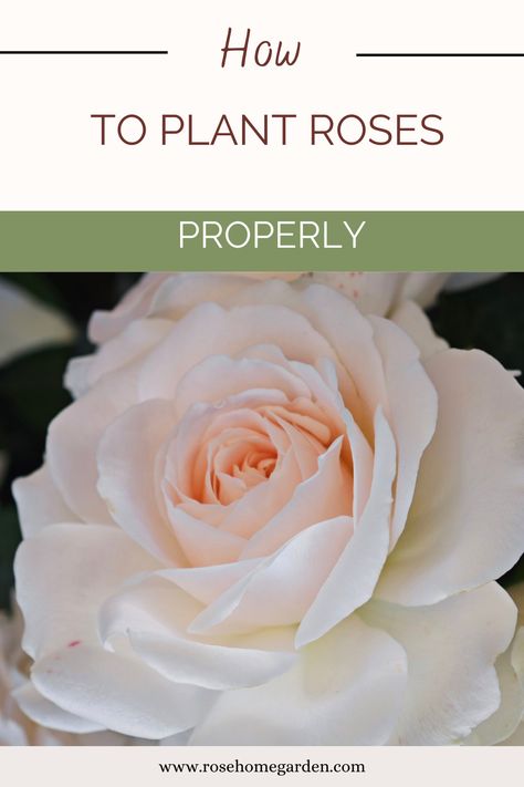 Unlock the Secrets of Successful Rose Gardening! Learn How to Plant and Grow Roses with Expert Tips for a Stunning Rose Garden Landscape. Get Started on Your Rose Garden Care Journey. 🌹 #RoseGardening #HowtoPlantRoses #RoseGardenCare #RosesGardenLandscape" How To Plant Roses, Roses Garden Care, Rose Garden Landscape, Best Roses, Rose Care, Autumn Rose, Organic Mulch, Types Of Roses, Shrub Roses