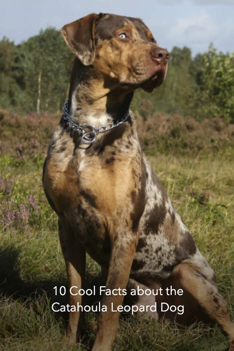 Catahoula Leopard Dog Facts, Beagle Dog Facts, Catahoula Leopard Dog Puppy, Dog Facts Interesting, Catahoula Dog, Catahoula Leopard Hound, Catahoula Puppies, Catahoula Mix, Service Dogs Breeds