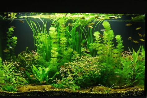 Anyone Use Diane Walstad Method for Low Tech Tank? | The Planted Tank Forum Low Tech Planted Aquarium, Walstad Aquarium, Walstad Tank, Walstad Method, Aquarium Tips, Fish Aquarium Decorations, Aquarium Inspiration, Fish Tank Themes, Fish Tank Terrarium