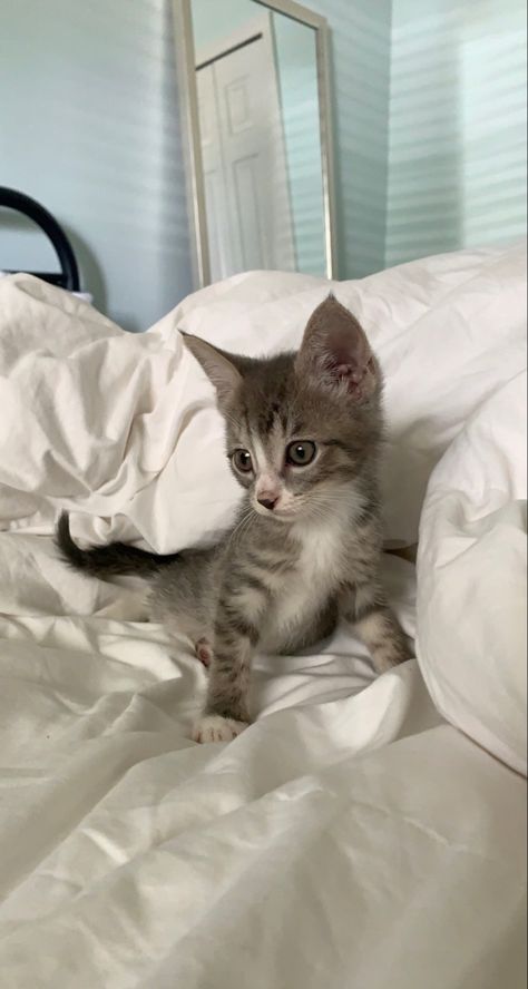 Gray Kitten Aesthetic, Gray Cat Aesthetic, Cat Gray And White, Gray And White Kitten, Grey White Cat, Gray Tabby Kitten, Types Of Kittens, Grey And White Kitten, Gray And White Cat