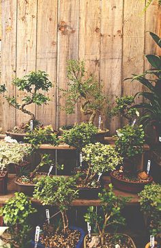 Greenhouse Plans, Bonsai Art, Miniature Trees, Miniature Plants, Bonsai Plants, Bonsai Garden, Pretty Plants, Small Trees, Miniature Garden